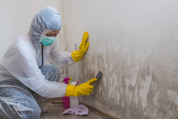 Why You Should Choose Our Mold Remediation Services in Slippery Rock University, PA